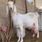 عنز تحتها تيس وجفره