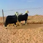 جذعات نجد