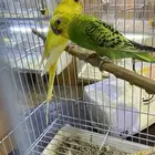 جوز بادجي طيور حب مع فروخه