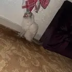 قطوه هملايا
