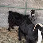 معزاء تامات للبيع