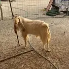 تيس فحل