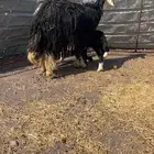 نعجتين معها 4