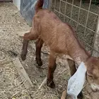 تيس داغور