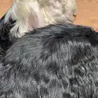 بهم صنف فاخر
