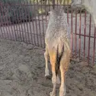 حشوان فل شحم