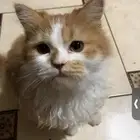 قط لطيف للتبني