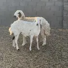رخال للبيع
