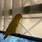 عصفور روز اصفر