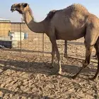 القحه شعلا