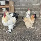 دجاج براهما