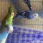 عصفير بادجي