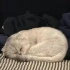 قطه سكوتش فولد للبيع