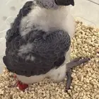 فرخ كاسكو انتاج محلي