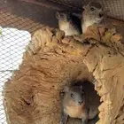 وبران بريه للبيع