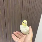 بغبغاءكروان لاتينو
