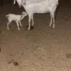 عند والد تحتها صخل ذكر برصا السن اول ولده لها