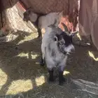 تيوس قزمي