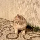 قط ذكر للبيع