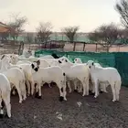 سواكن مرابي فل شحم .