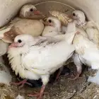 الخرج