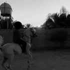 حصان شيخ للبيع