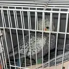 كروان نوع فراشه كروان رمادي الحد 500ريال