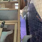حمام فرنسي