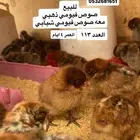 لايجي إلى الصامل.