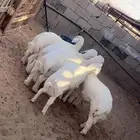 طليان حرية ذبايح طيبة بالحيل