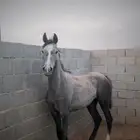 مهره شعبيه