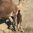 خلفة حمرا مصغر