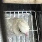 للبيع ببغاء روز نص ولافه لون مميز جدا