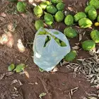 يوجد ليمون حالي و ترنج سكاكا مع توصيل