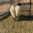 بهم نعيم هرفي