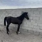 مهره شعبيه كفو