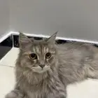 قطه شرازيه