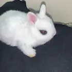 ارنب قزم صحه ممتازه مره