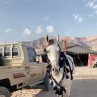 زينه خيل للبيع نضيفه شرط