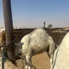 مفرود للبيع سمين