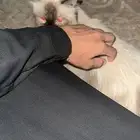 قطوه هيمالايا انثى