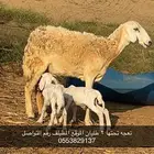 ضان نعجه ولود