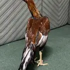 ديك باكستاني سندي سلالة غبشان للبيع