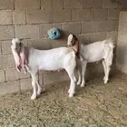 تيوس طيبه