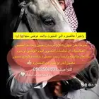 خيل وفرسان جاهزين للأحتفالات وللأعلانات