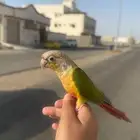 كنيور