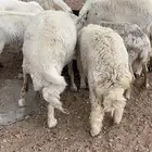 السلام عليكم غنم حريات ورفد