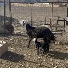 نعجه نجديه تحتها رخل(تم البيع)