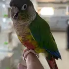 ببغاء كنيور أليف ما عنده عض يحب اللعب