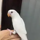 طيور روز مفطومه
